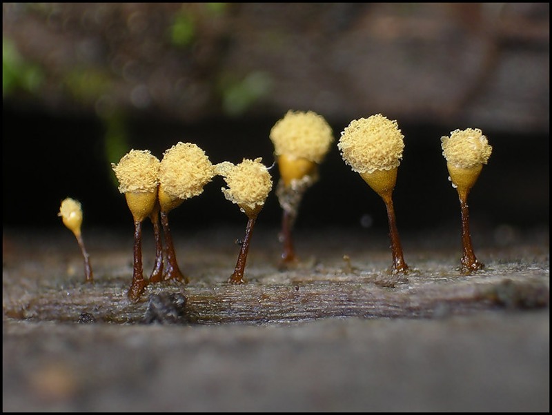 Myxomycetes. - Myxomycetes, Slime molds, , GIF, Longpost, Informative