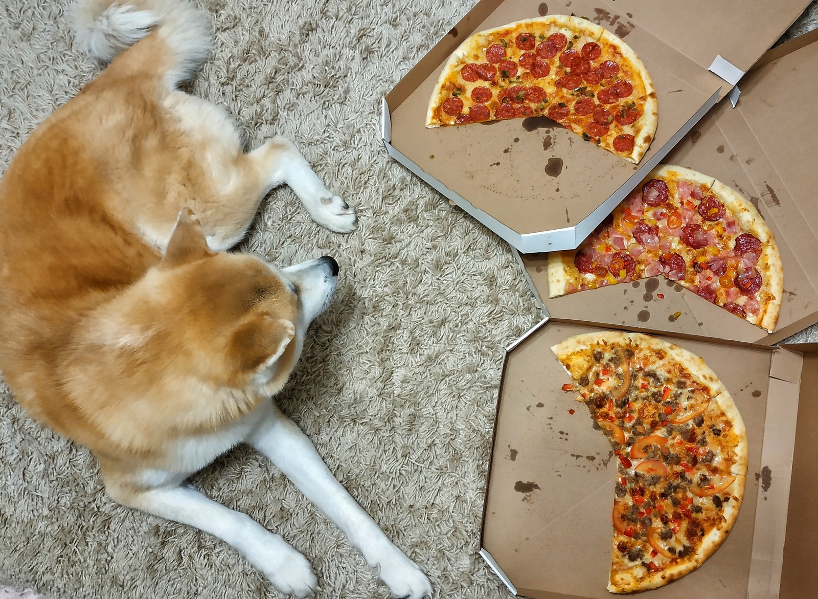 Strength of will!!! - My, Akita inu, Dog, Pizza