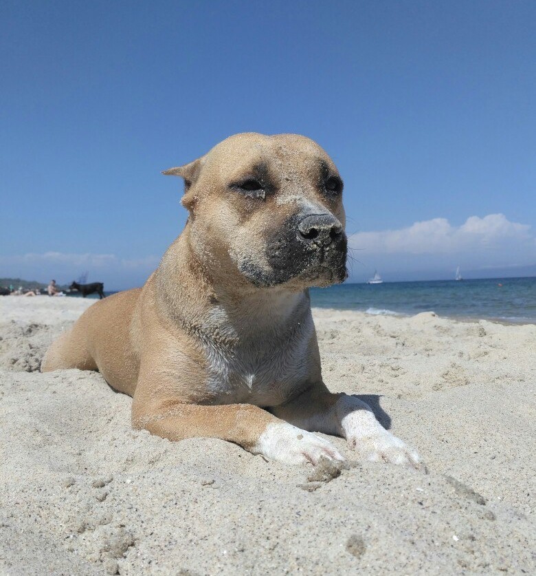 Suspect dog. - My, Amstaff, Dog, Black Sea, Sand, Summer, Pets, The photo