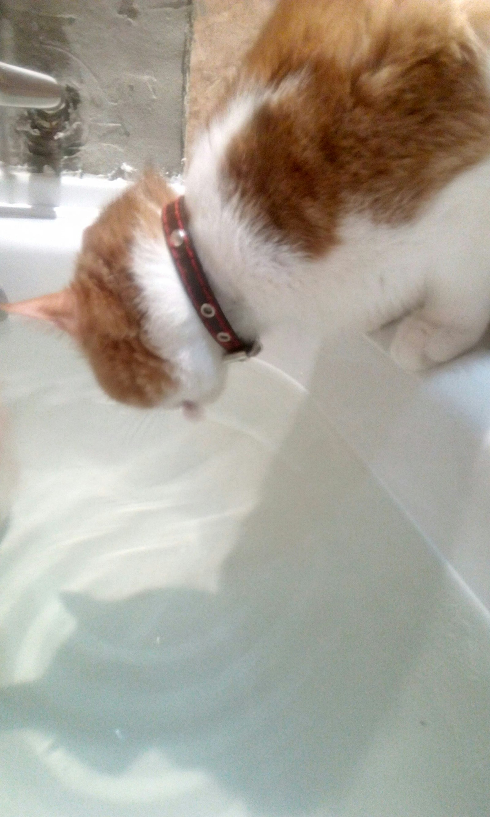 I decided to relax in the bathroom, and then .... - My, cat, Bath, Thirst, WTF, Longpost