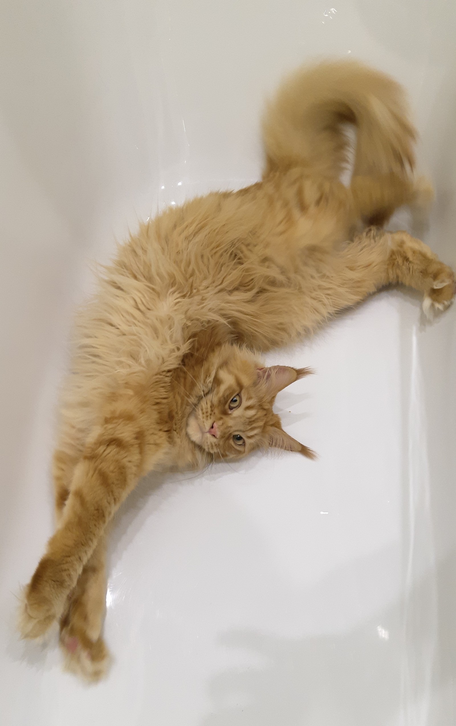 Morning exercises...in the bath - My, cat, Gymnastics, Puffs, Maine Coon, Morning, Longpost