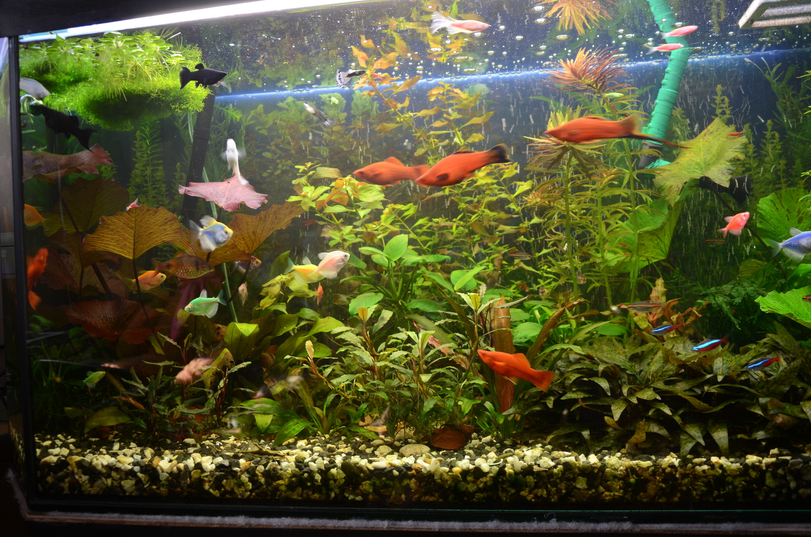 My 250 - My, Aquarium, Aquarium fish, Aquarium plants