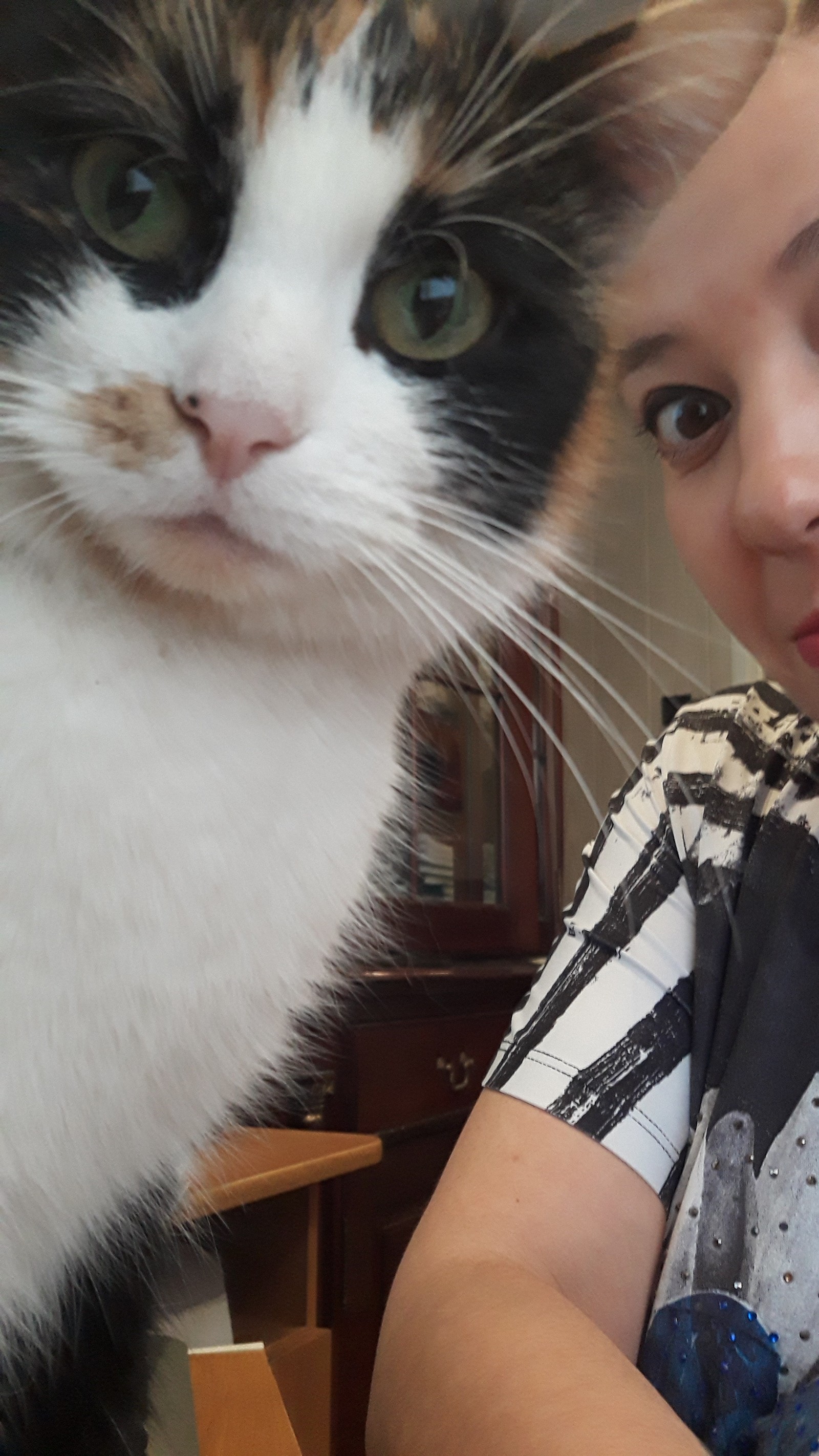Cat selfie working. - cat, Work, A cat named Cat, Notary, Tricolor cat, My