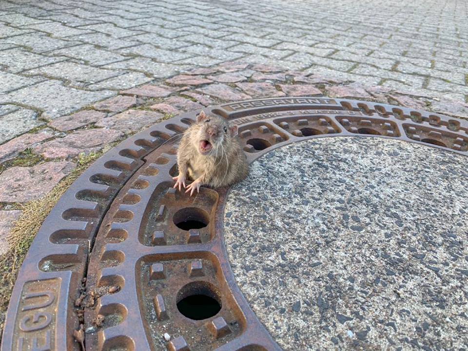 In Germany, a team of firefighters came to save a fat rat - Rat, Rescuers