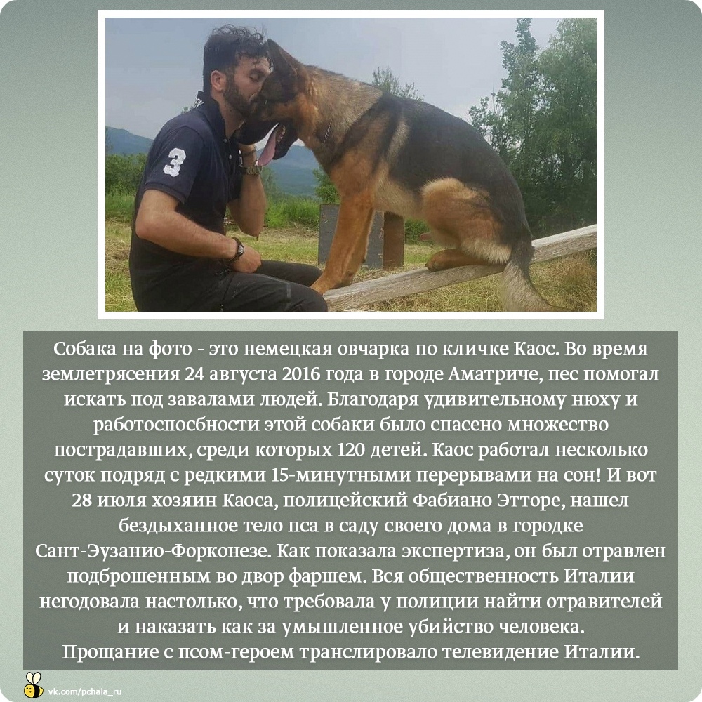 Dog Hero Kaos - Rescuers, Italy, Dog