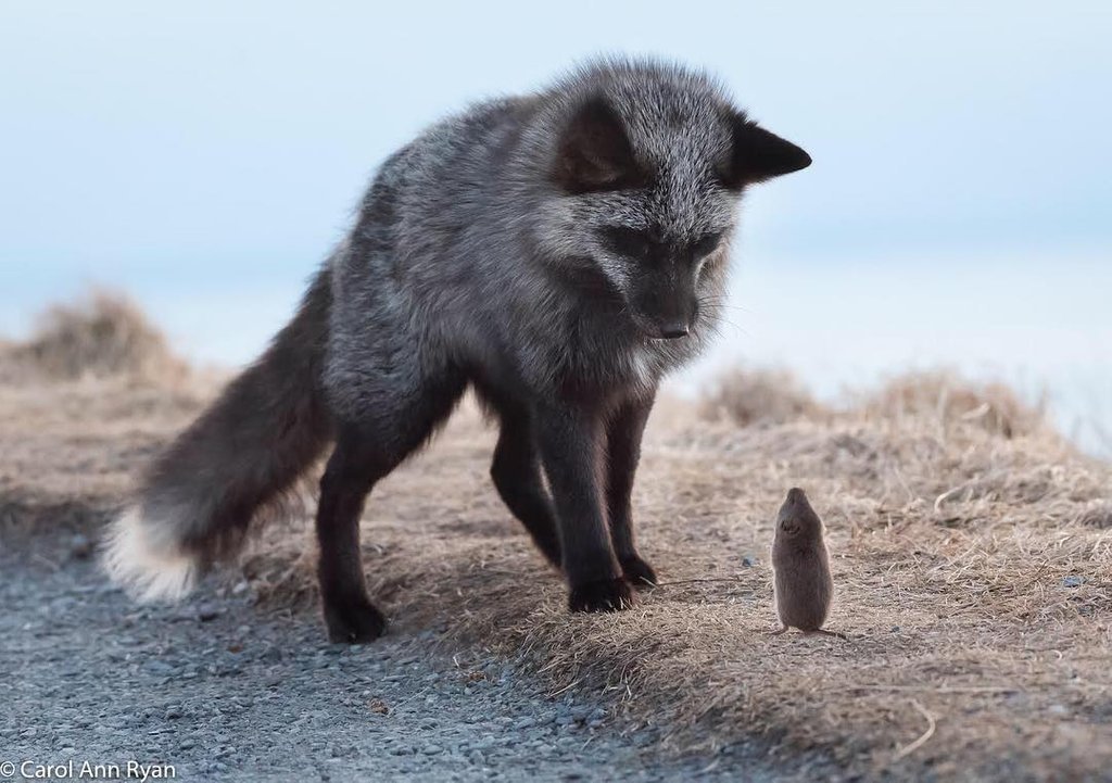 Fox and Vole - Fox, Wild animals, Mouse