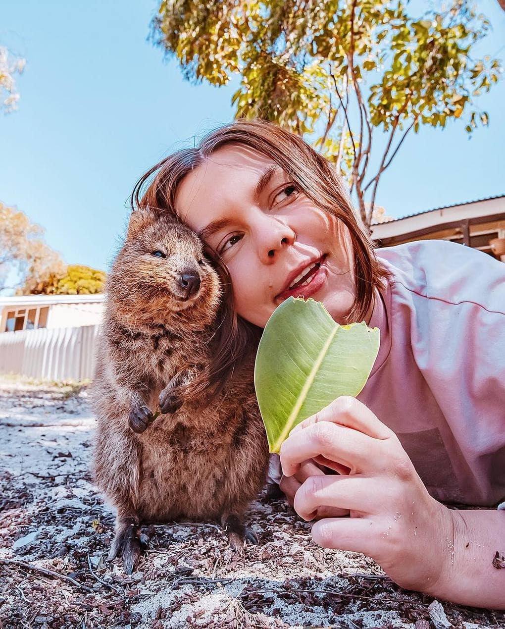 15 shots of cheerful quokkas from a photographer from Moscow who flew to Australia just for them - Quokka, Australia, Longpost, Animals