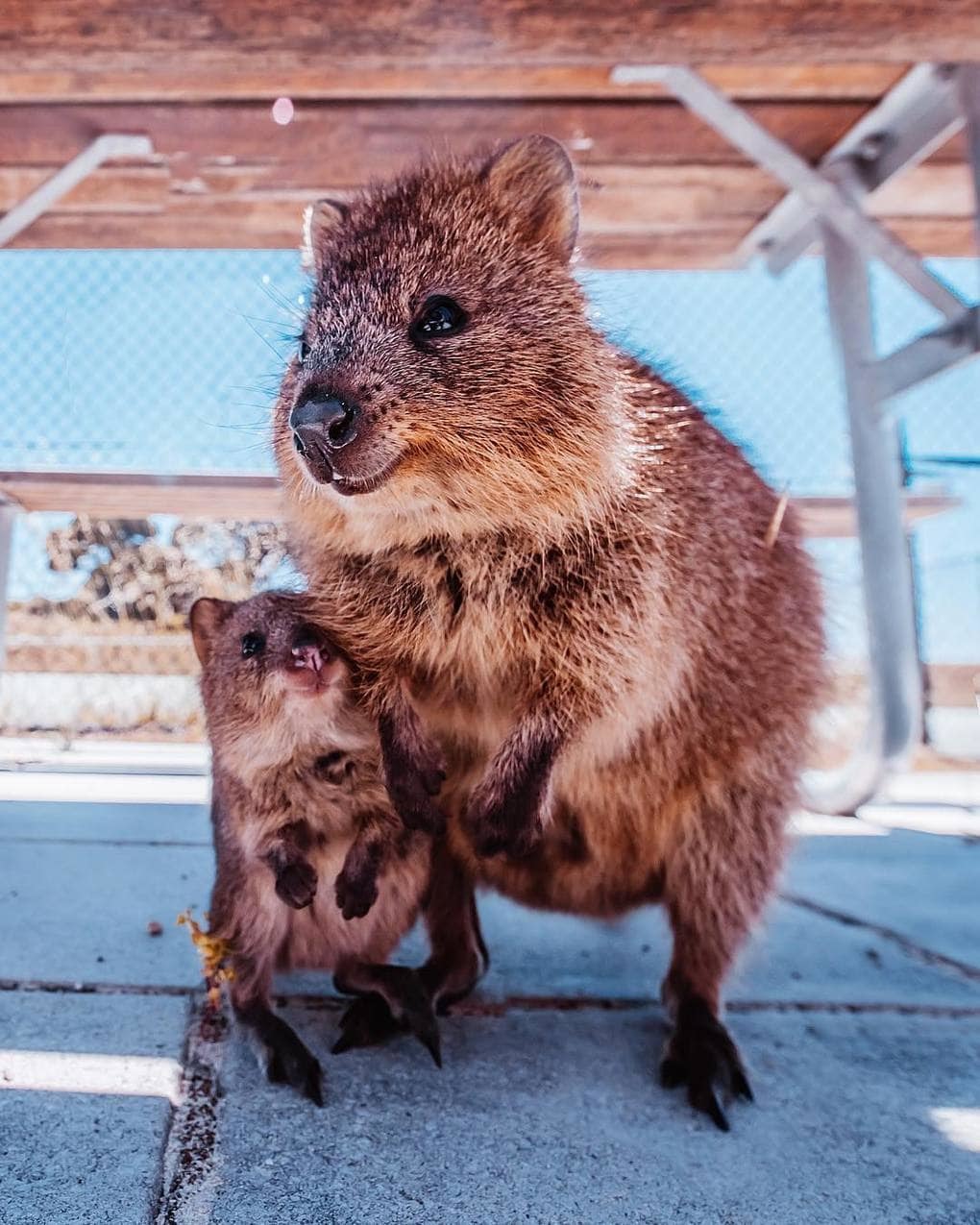 15 shots of cheerful quokkas from a photographer from Moscow who flew to Australia just for them - Quokka, Australia, Longpost, Animals