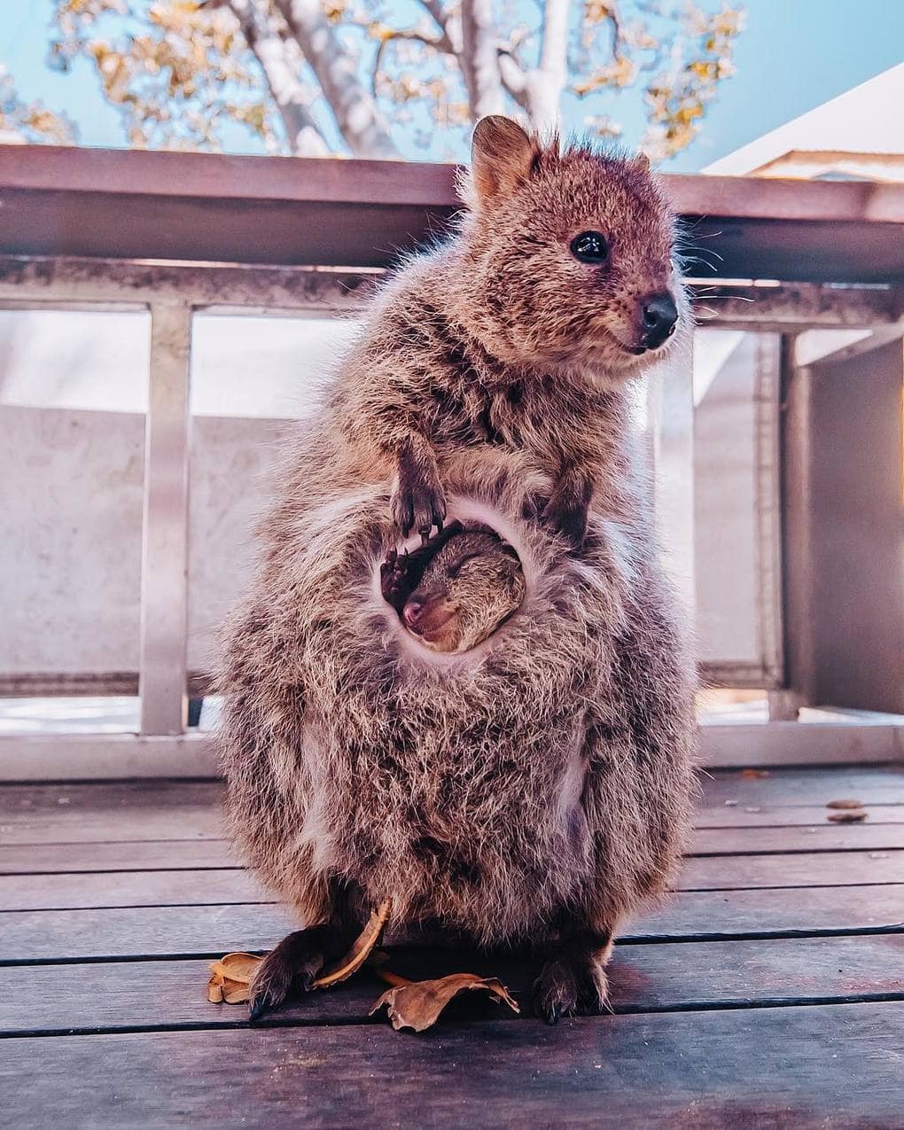 15 shots of cheerful quokkas from a photographer from Moscow who flew to Australia just for them - Quokka, Australia, Longpost, Animals