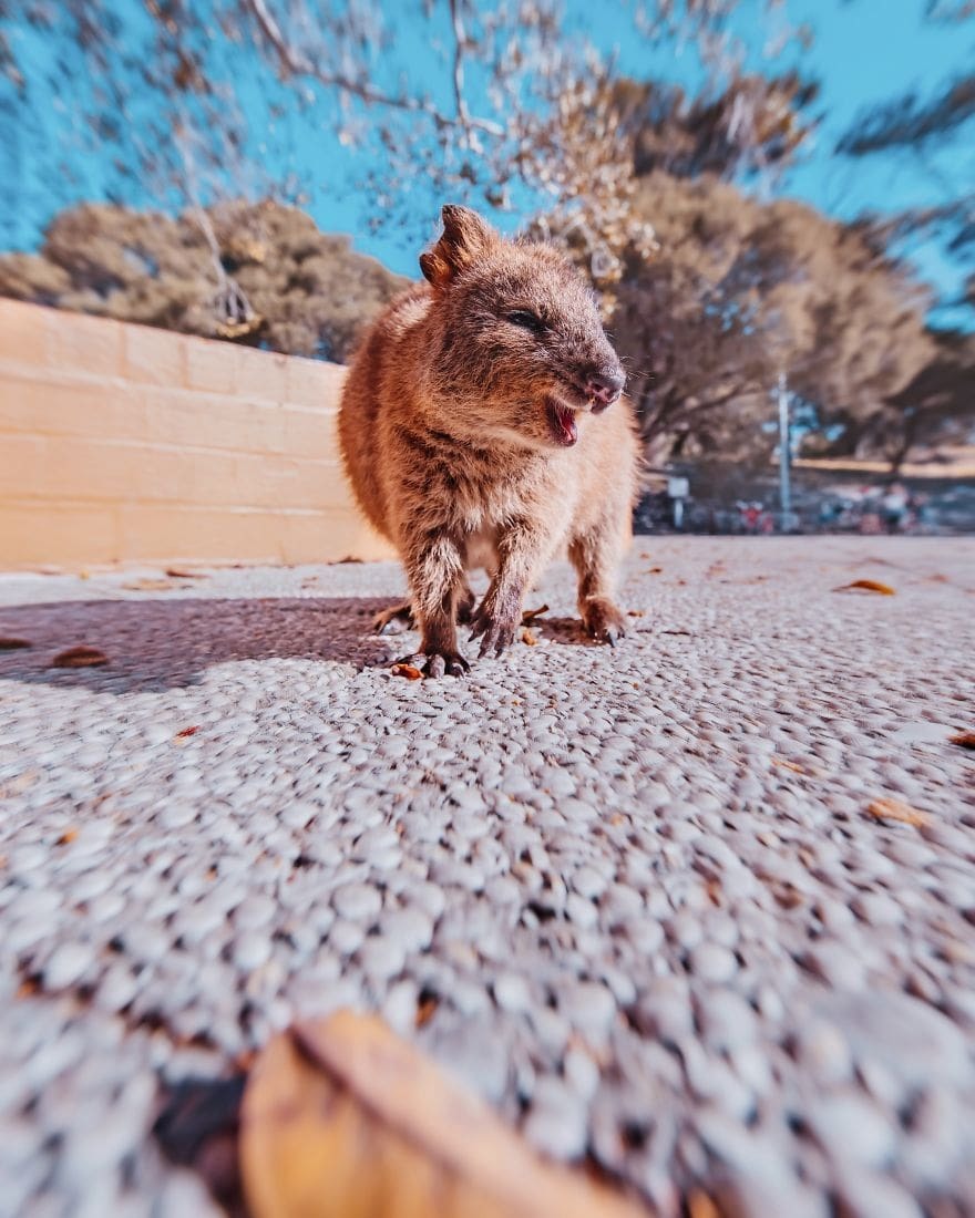 15 shots of cheerful quokkas from a photographer from Moscow who flew to Australia just for them - Quokka, Australia, Longpost, Animals