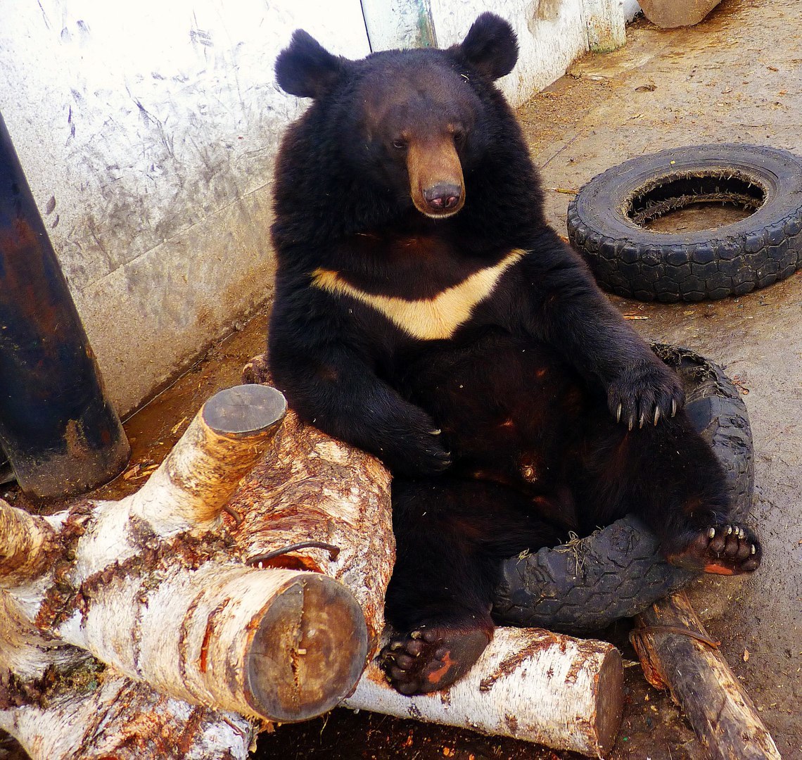 Mood - bear Kuzya - The Bears, Omsk, Zoo