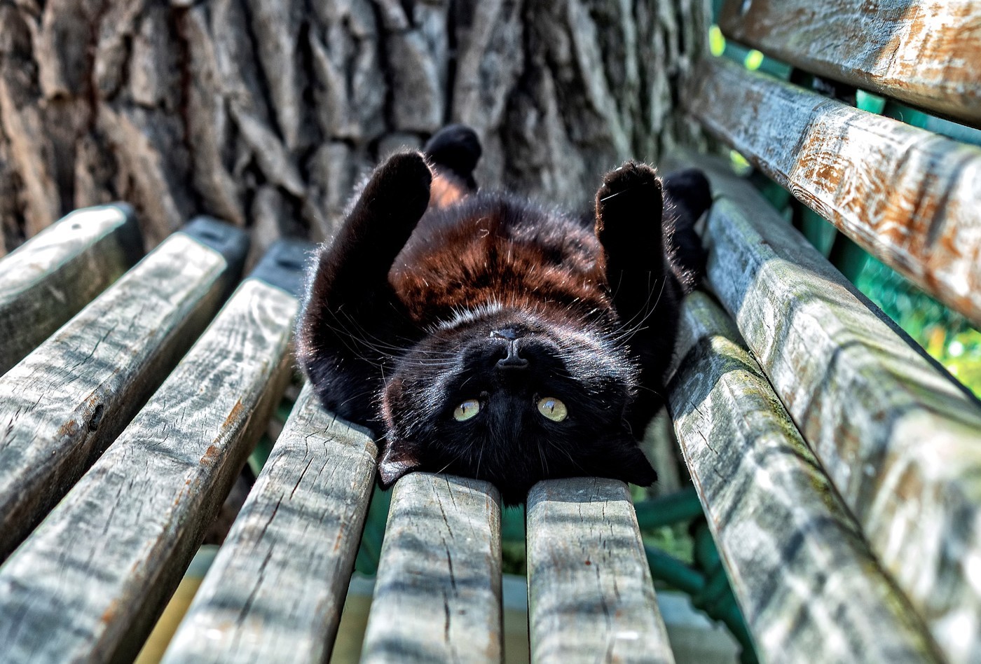 Bench - The photo, cat, Benches, Summer