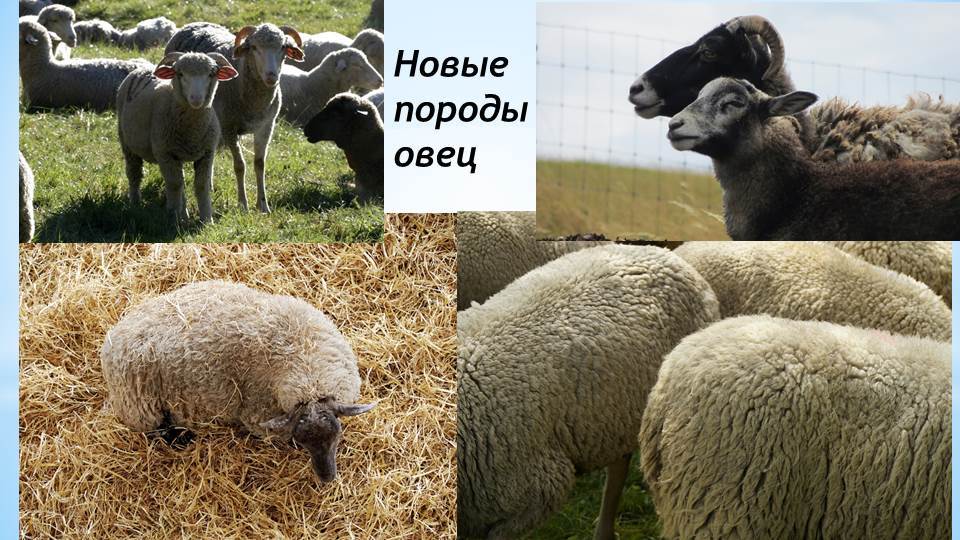 Sheep breeding as a business idea - My, Business idea, Mini farm, Sheeps, Downshifting, Income, Video, Longpost