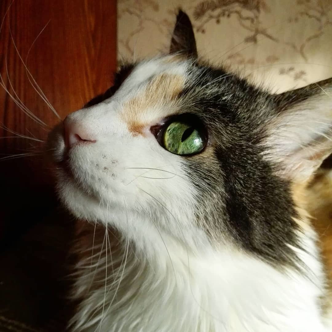 Watching the Sunbeam - My, cat, The photo, Yawn, Pets