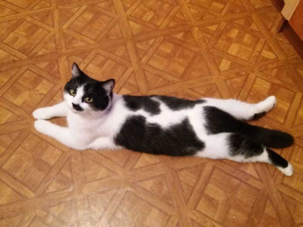 Help find a cat - Lost cat, Rostov-on-Don, Cosmonaut Avenue, cat, Pets, No rating