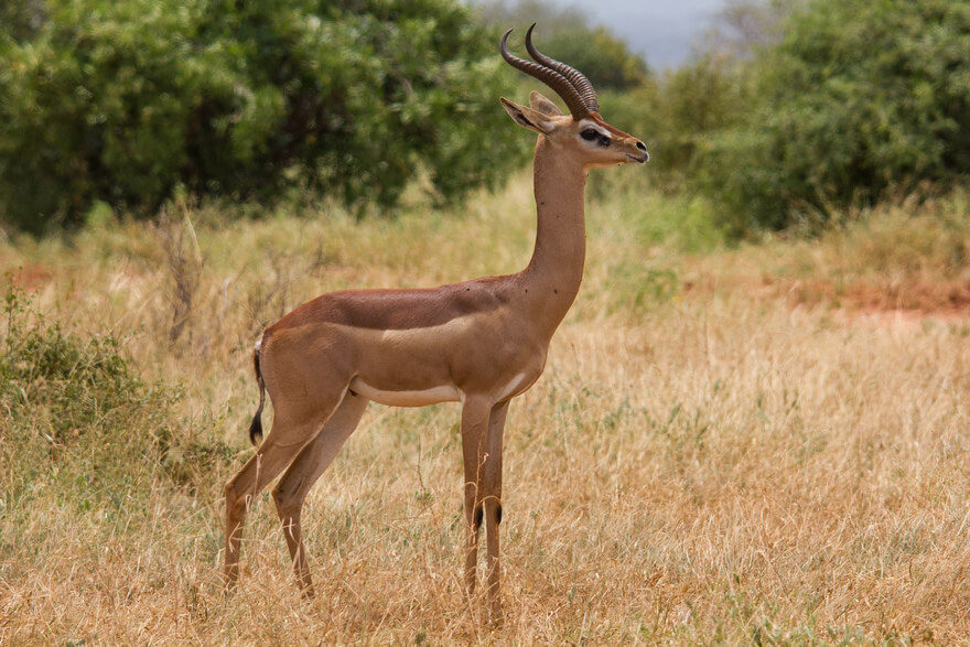 Antelope Gerenuk - The photo, , Antelope, Giraffe Gazelle, Animals