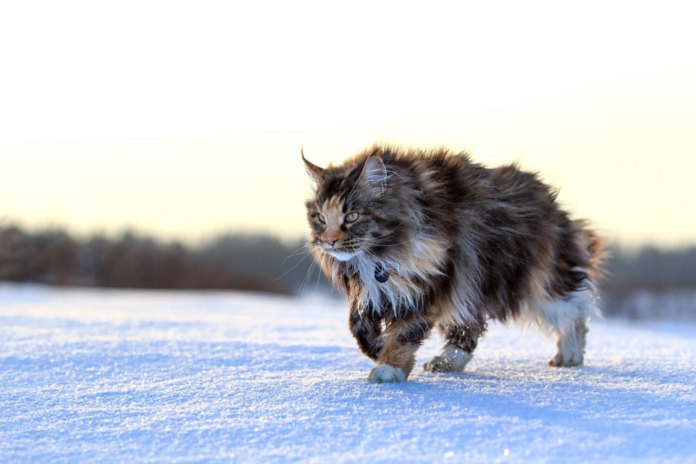 «Котовсадник апокалипсиса» :D Увидел в интернете фотку этого крутого кота и решил сделать такой коллаж)) - Моё, Коллаж, Photoshop, Арт, Кот, Апокалипсис, Длиннопост