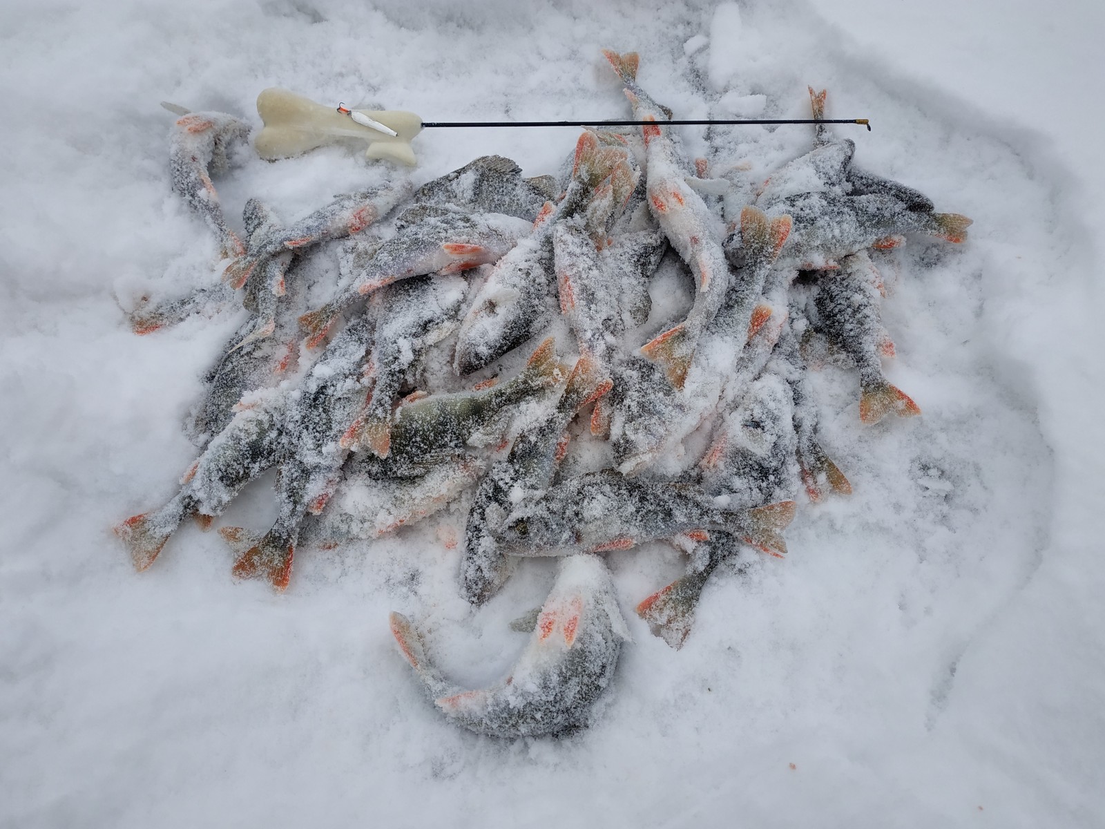 Winter lure or active fishing in winter. - My, Winter fishing, Spoon, Fishing sport, Perch, Fishing, Video, Longpost