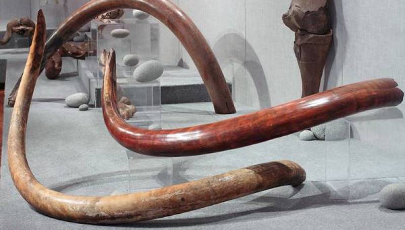 Unjust Russia. Eight valuable mammoth tusks transferred to Yakutia - Russia, Yakutia, Mammoth tusks, Injustice, Law