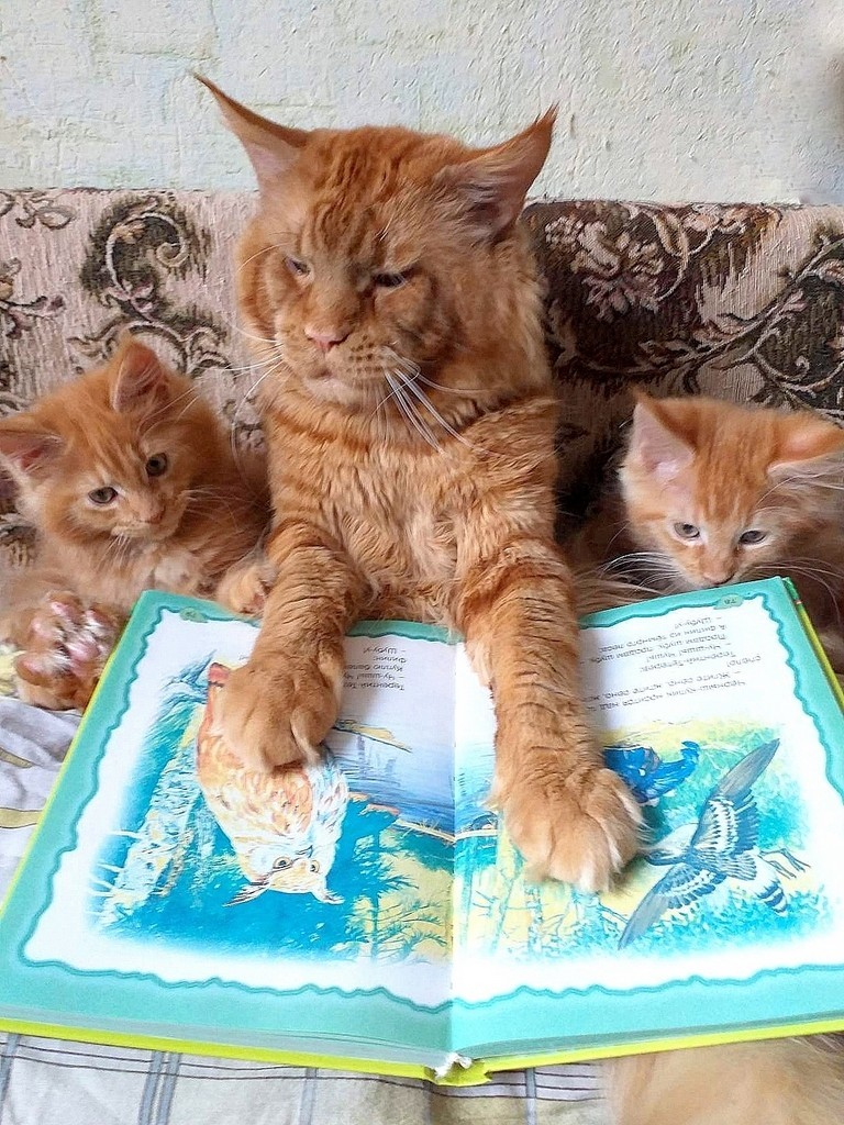 Кот ученый | Пикабу