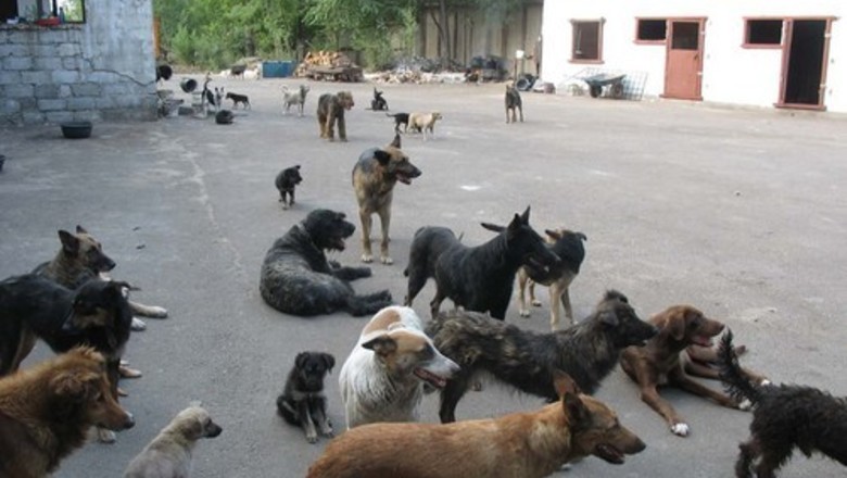 India has sacred cows, and Russia has sacred dogs! - Law, Stray dogs, Threat, Dog