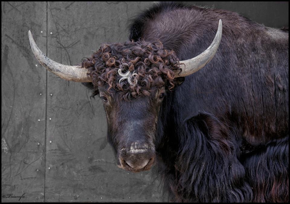 Yaks are my yaks - My, Yak, , Animals, Zoo, , Longpost