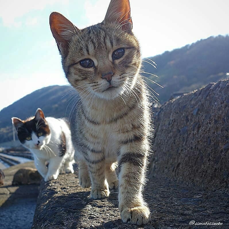 Japanese Catpoth - Tired of, Longpost, cat