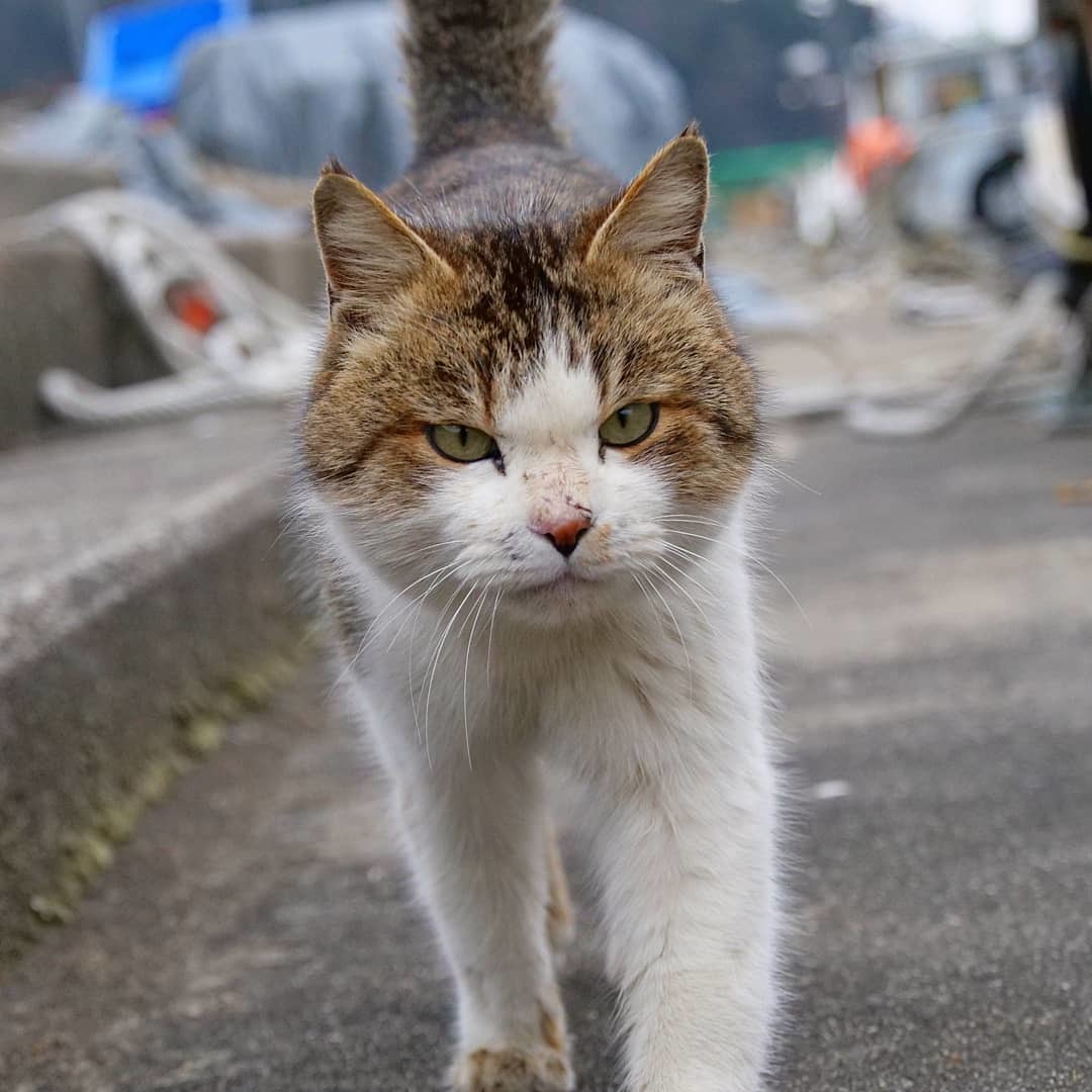 Japanese Catpoth - Tired of, Longpost, cat