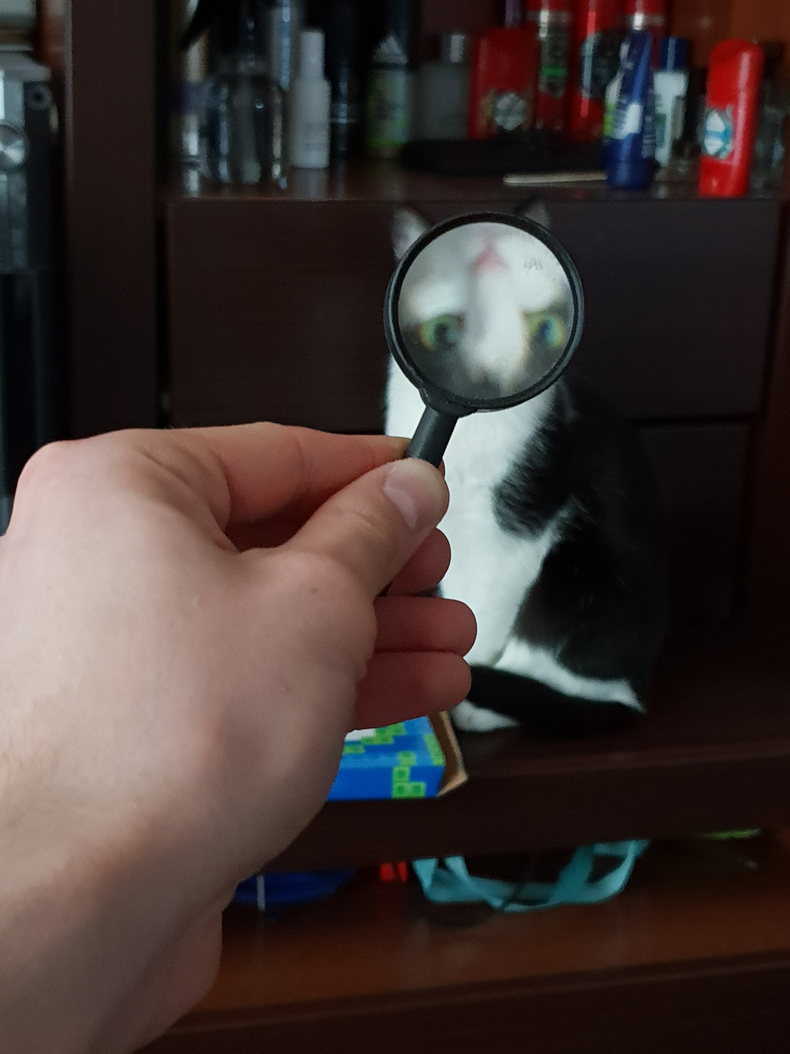 The cat was behind a magnifying glass - My, cat, Humor, Joke, Pets