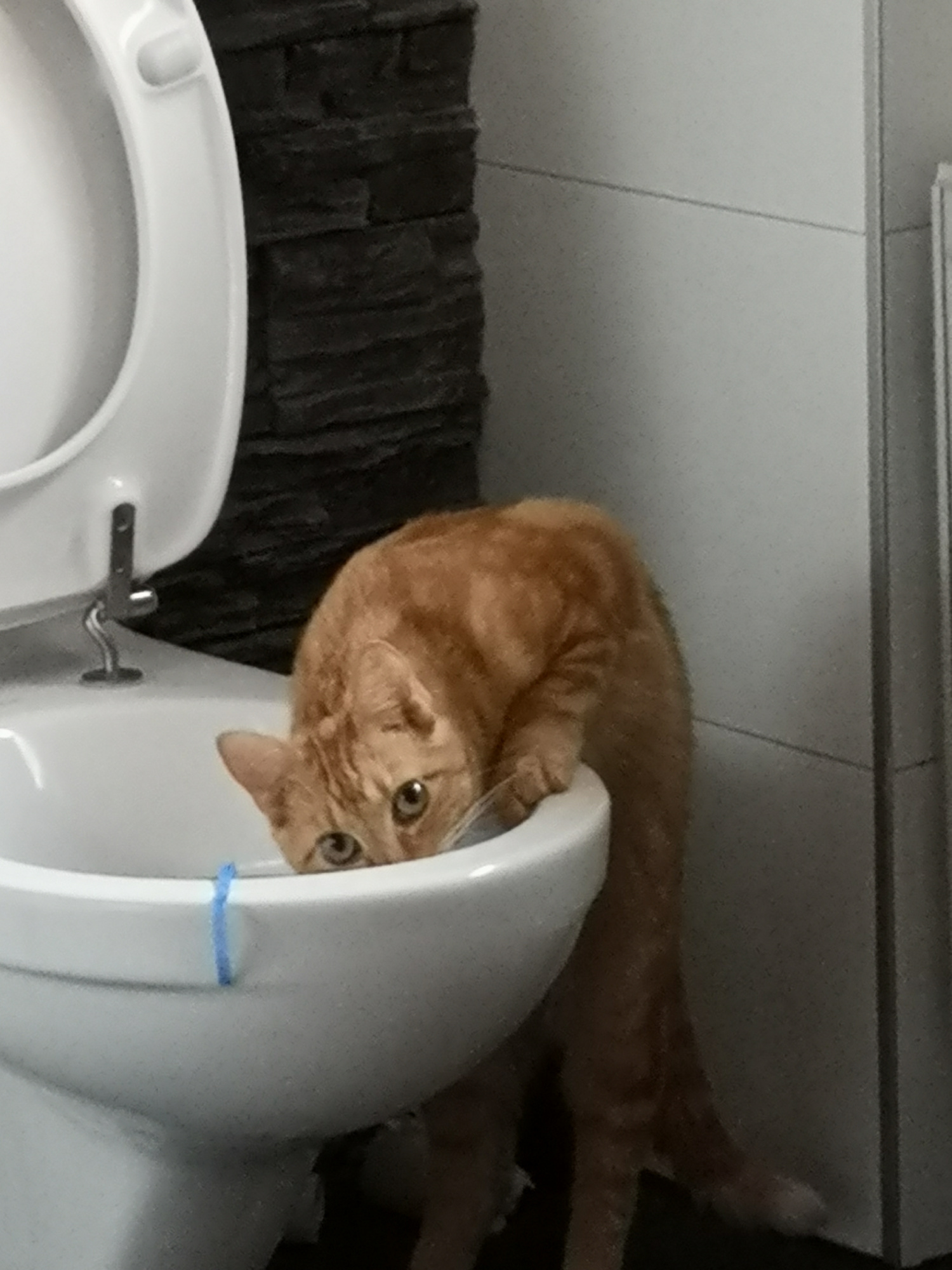 Don't peek - cat, Toilet, Pets