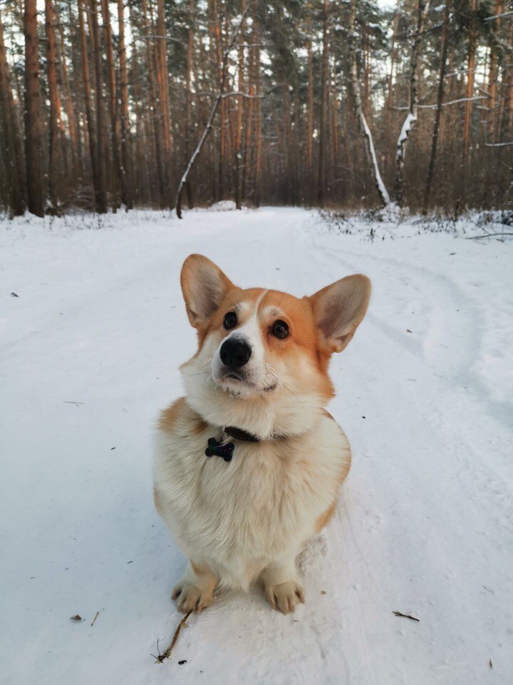 Corgi - My, Welsh corgi pembroke, Dog, Longpost