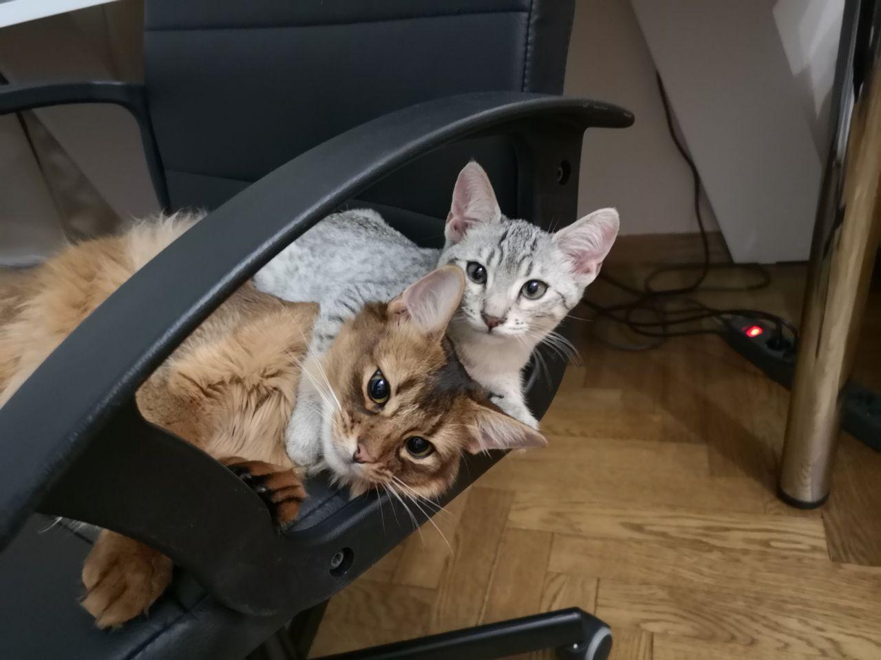 My cat was taken hostage! - My, cat, somali cat, Egyptian Mau, Longpost