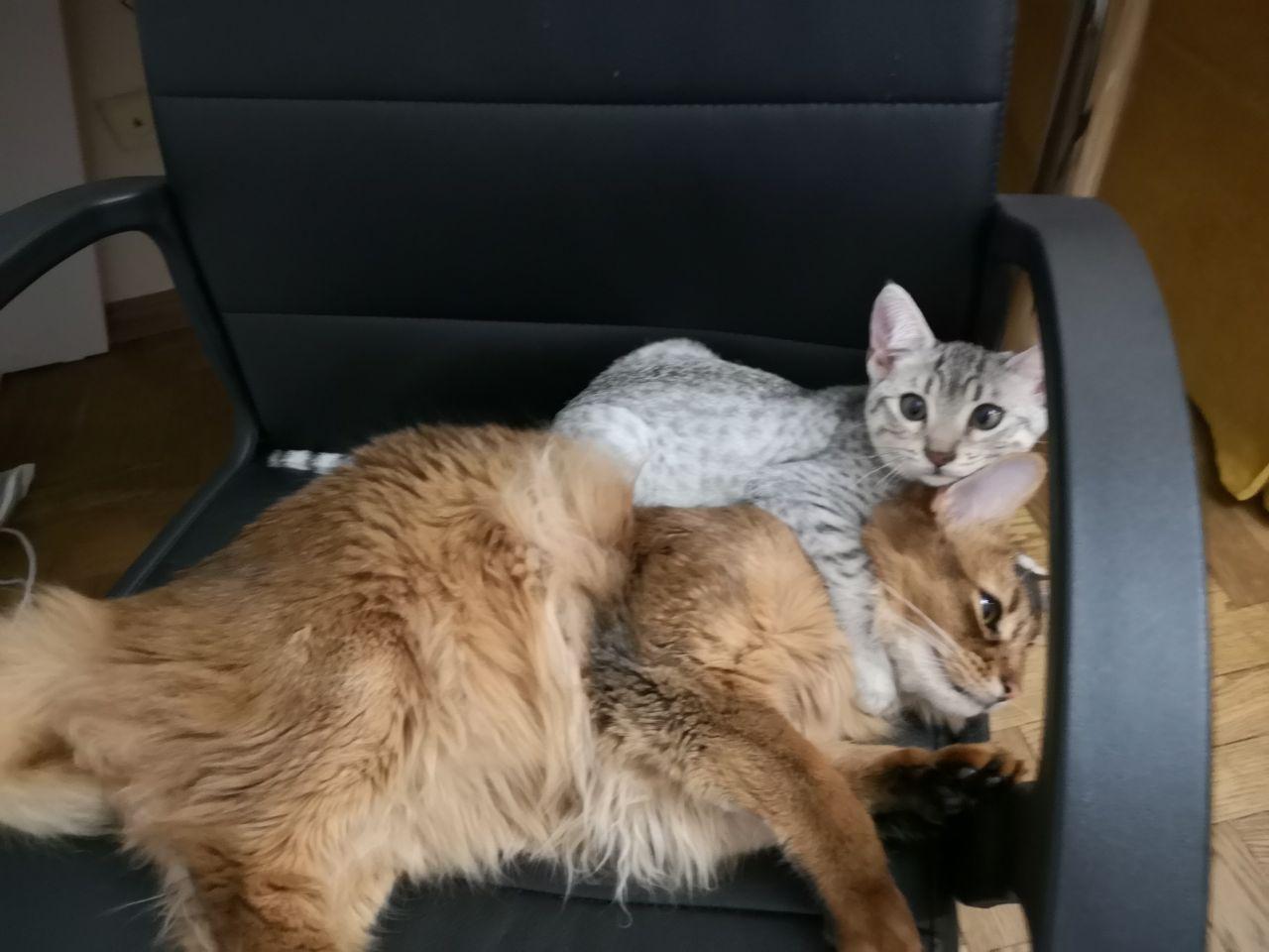 My cat was taken hostage! - My, cat, somali cat, Egyptian Mau, Longpost