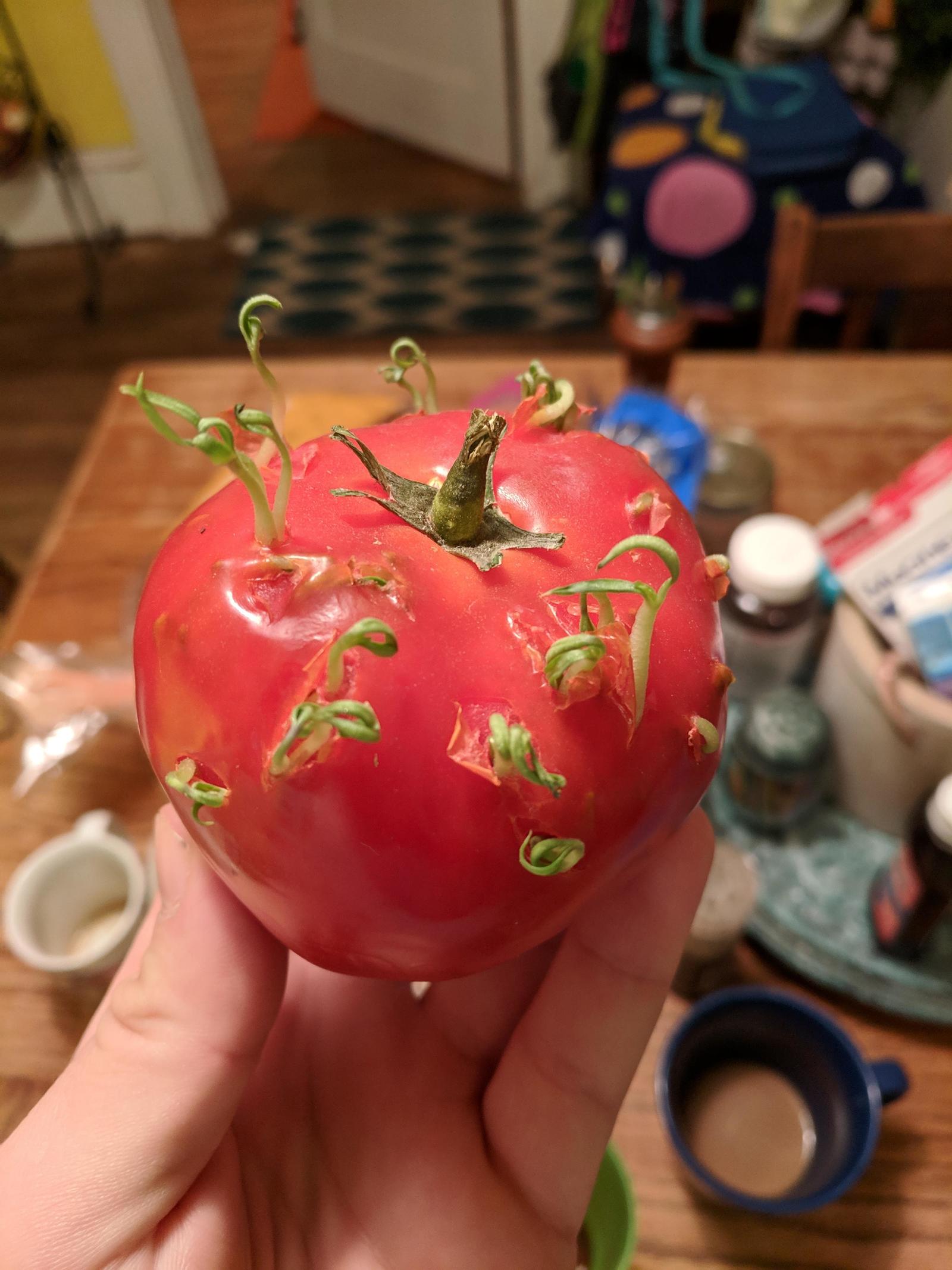 Tomato seeds have begun to sprout from the inside - Tomatoes, Unusual