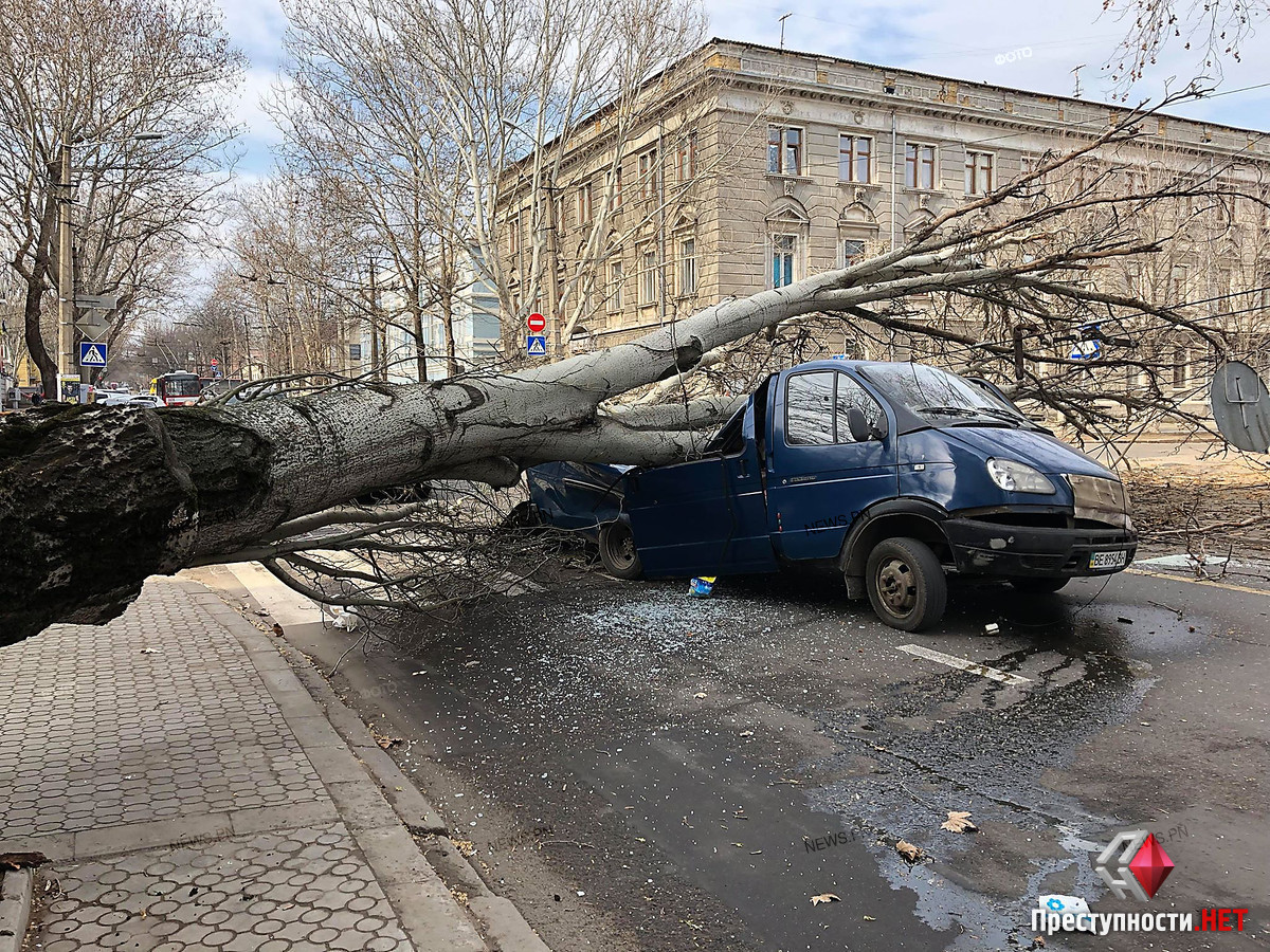 В Николаеве тополь упал на газель | Пикабу