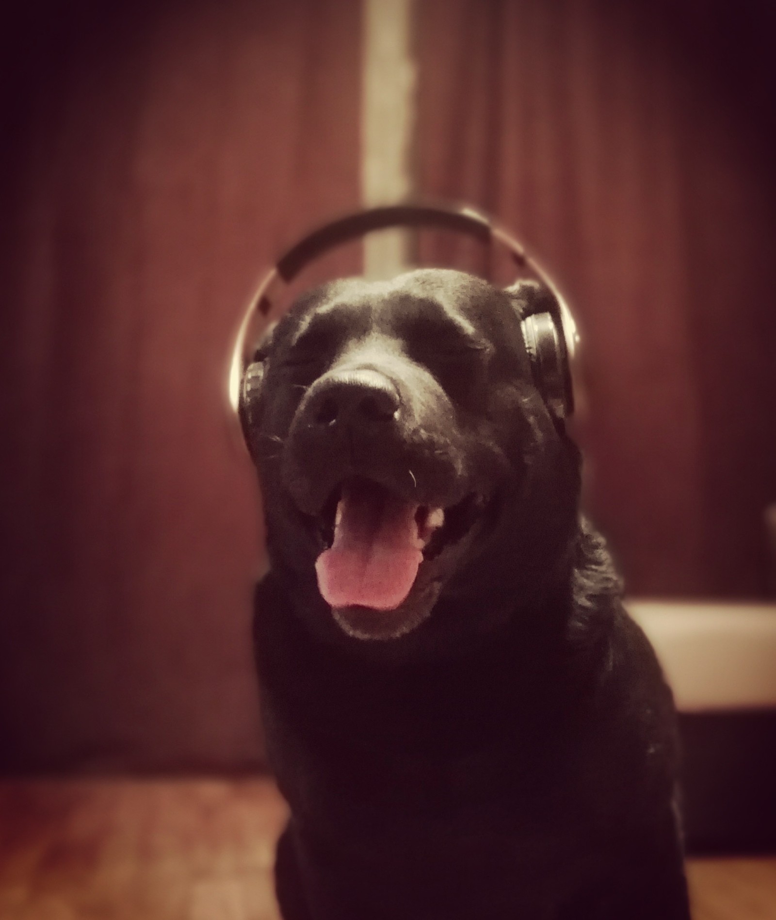 All cats, yes cats, and my saboken likes to listen to music - My, Dog, Music, Headphones, Labrador