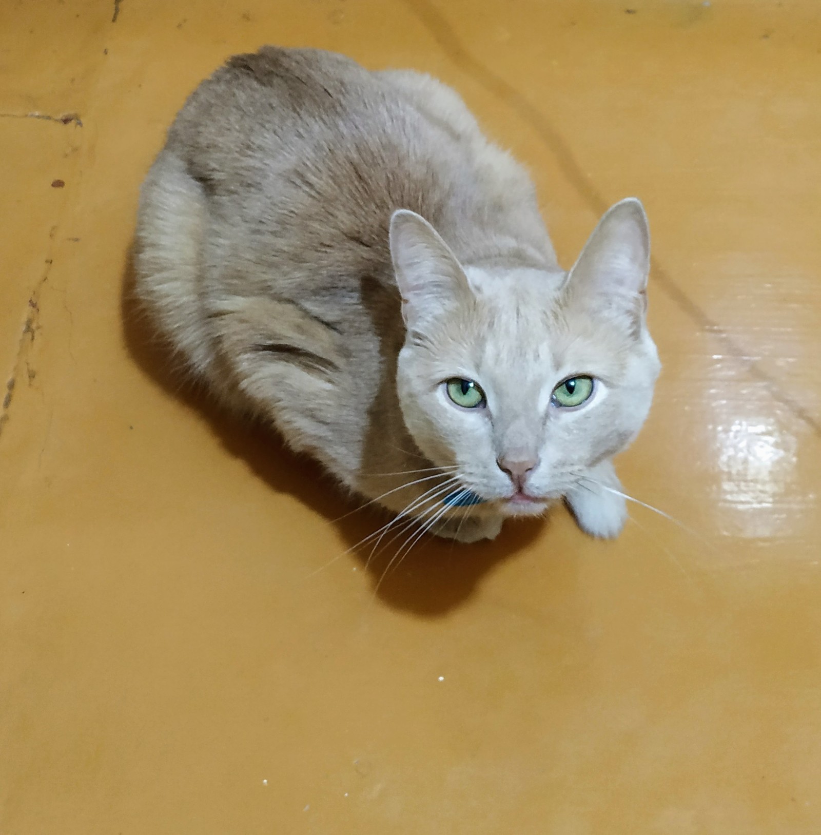 Котяра | Пикабу