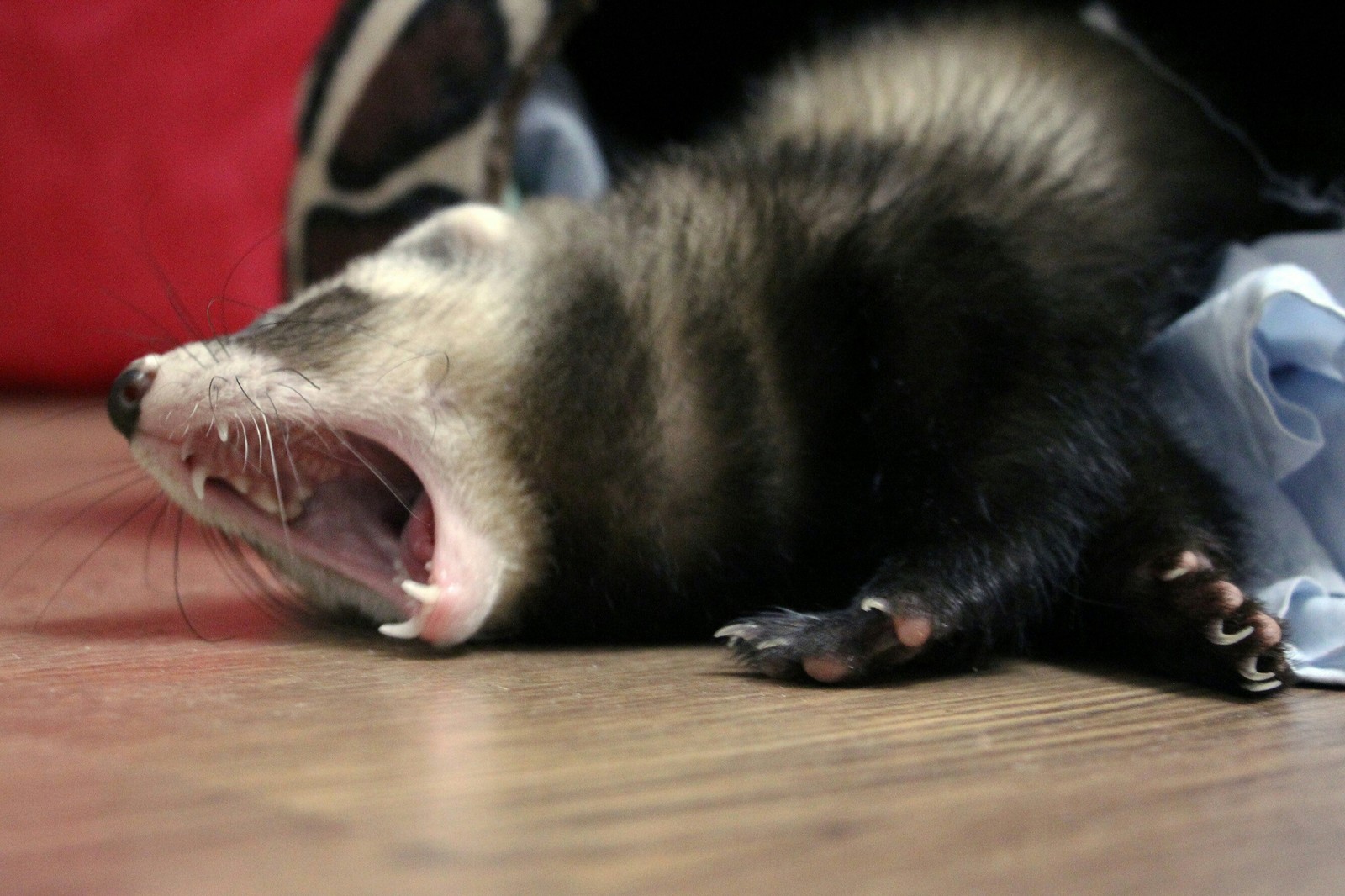 Good morning! - My, Morning, Ferret, Yawn, Longpost, The photo