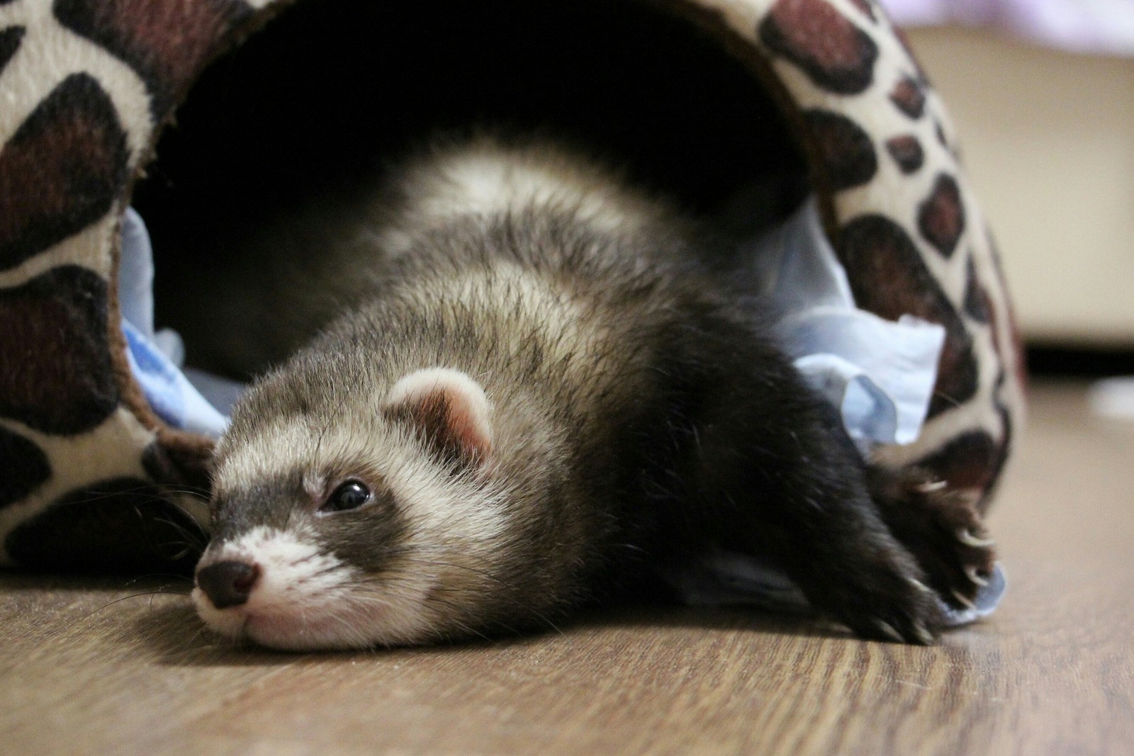 Good morning! - My, Morning, Ferret, Yawn, Longpost, The photo