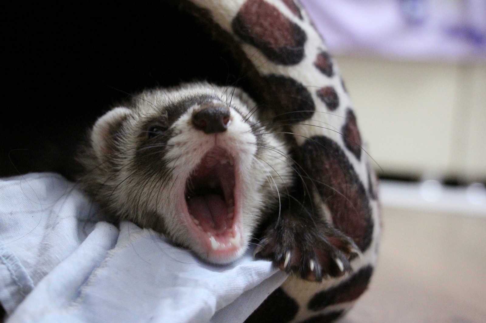 Good morning! - My, Morning, Ferret, Yawn, Longpost, The photo