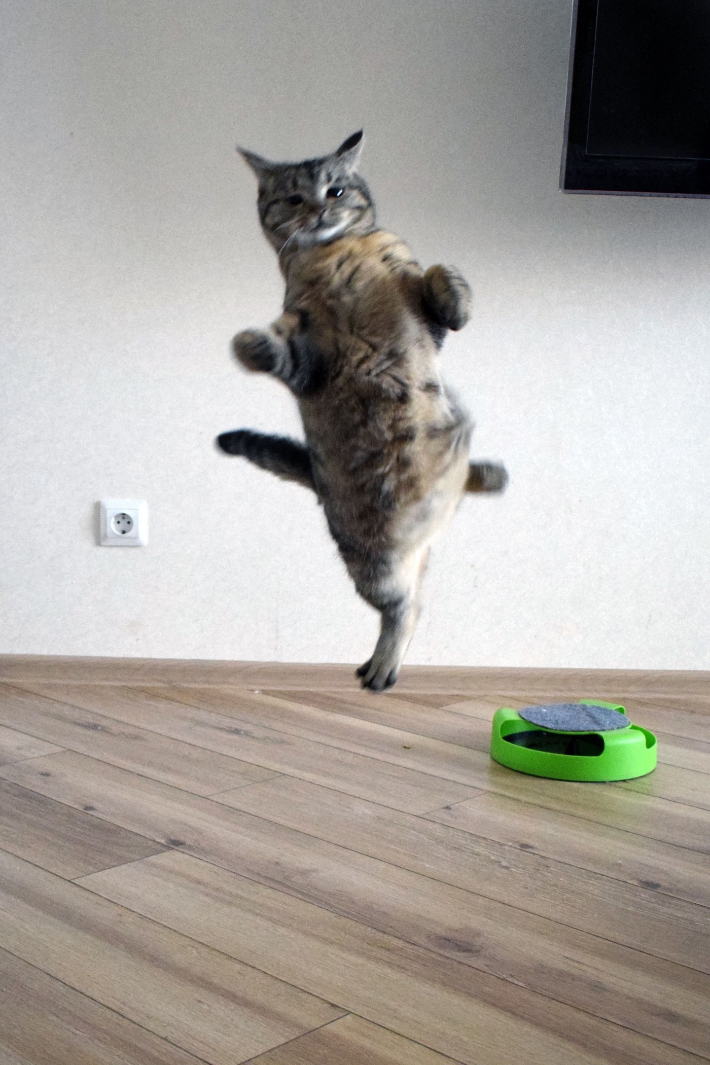 Busya in flight - cat, Flight, Longpost