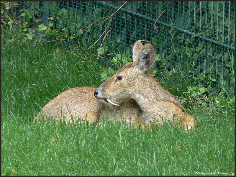 Deer Vampire - Musk deer, Deer, , Animals, Fangs, Deer