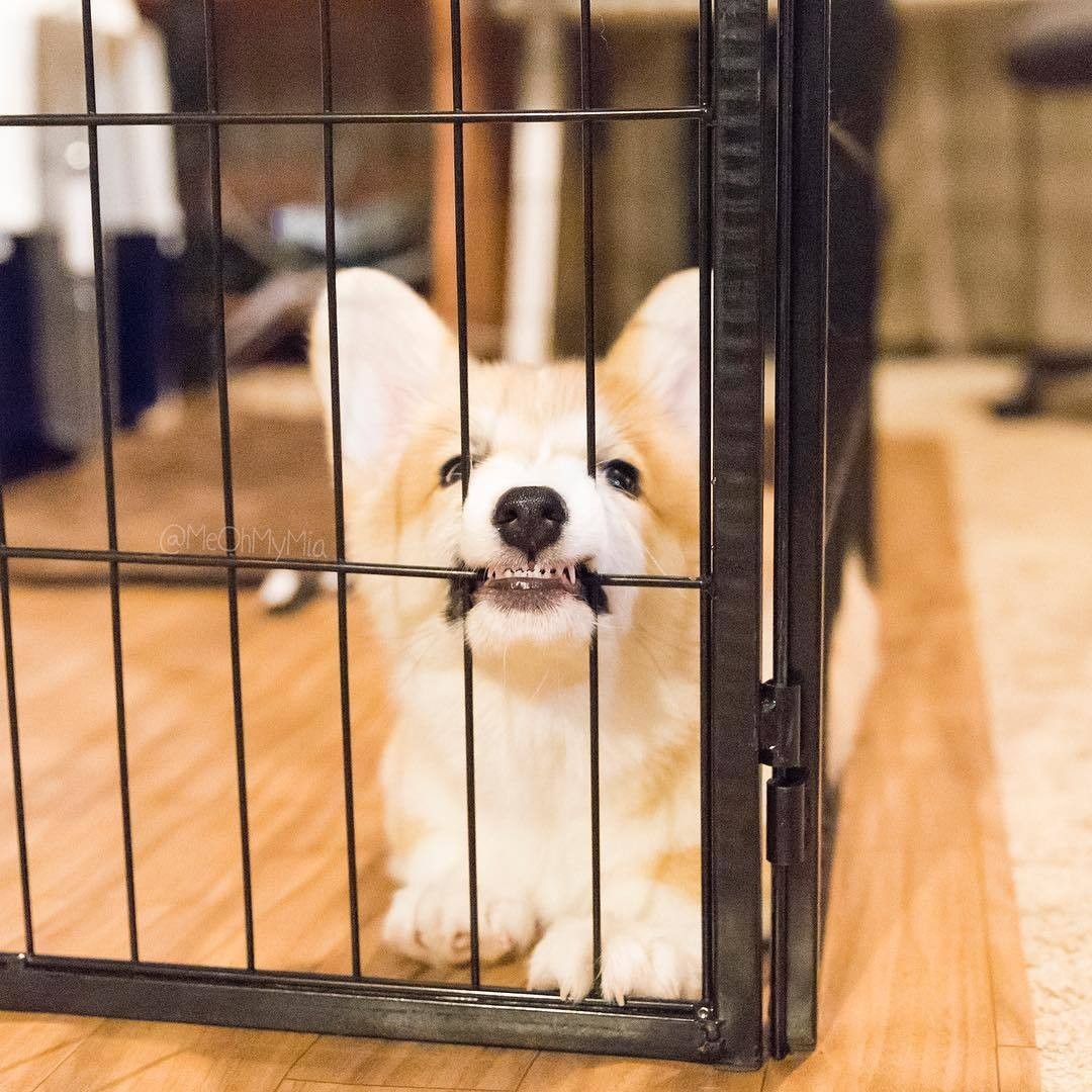 Freedom for the crust! - Corgi, Cell, Dog, The photo, Longpost