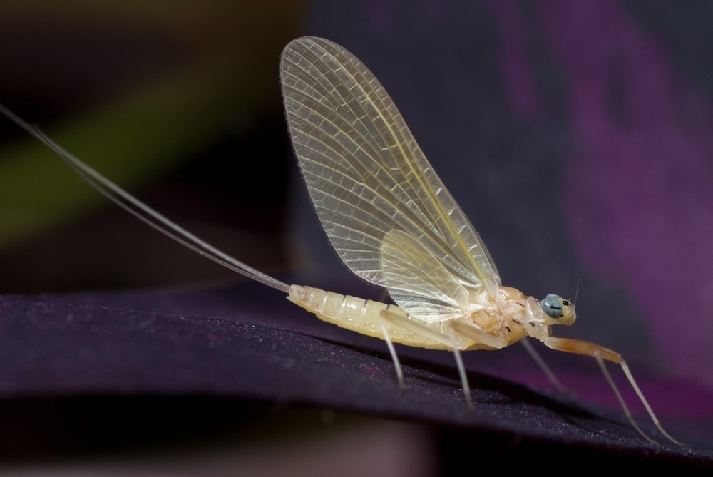 mayflies - Insects, Fishing, Longpost