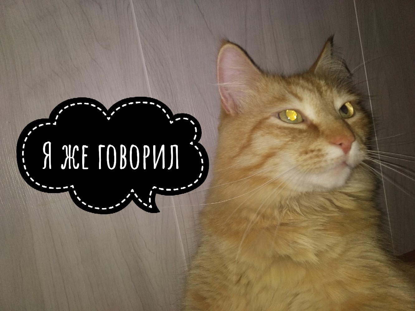 Коты с надписью матов. Котики для важных переговоров. Кот на случай важных переговоров. Кот для ВП. Мемы для переговоров с котами.