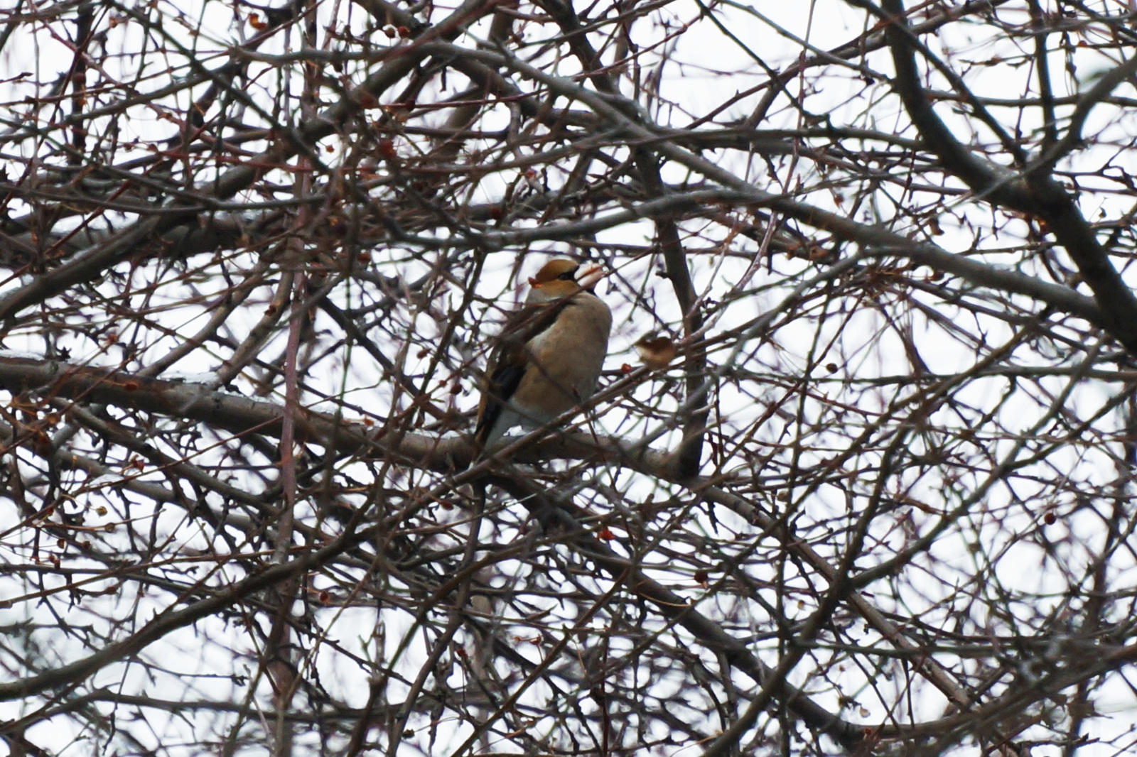 City birds, part 2 - My, Birds, Nature, Siberia, Town, Photo hunting, Longpost