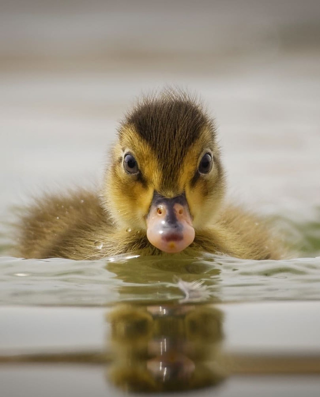 Duck - The photo, Duck, Birds