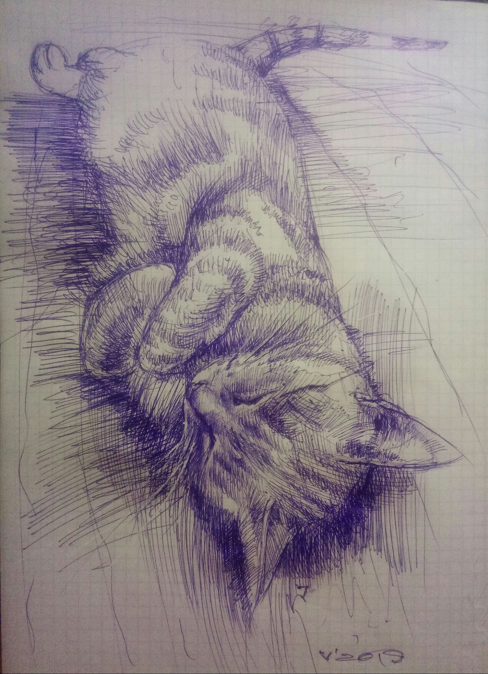 Kitty - My, cat, Graphics, Sketch, Sketch, Drawing, Pen drawing, Animals, Animalistics