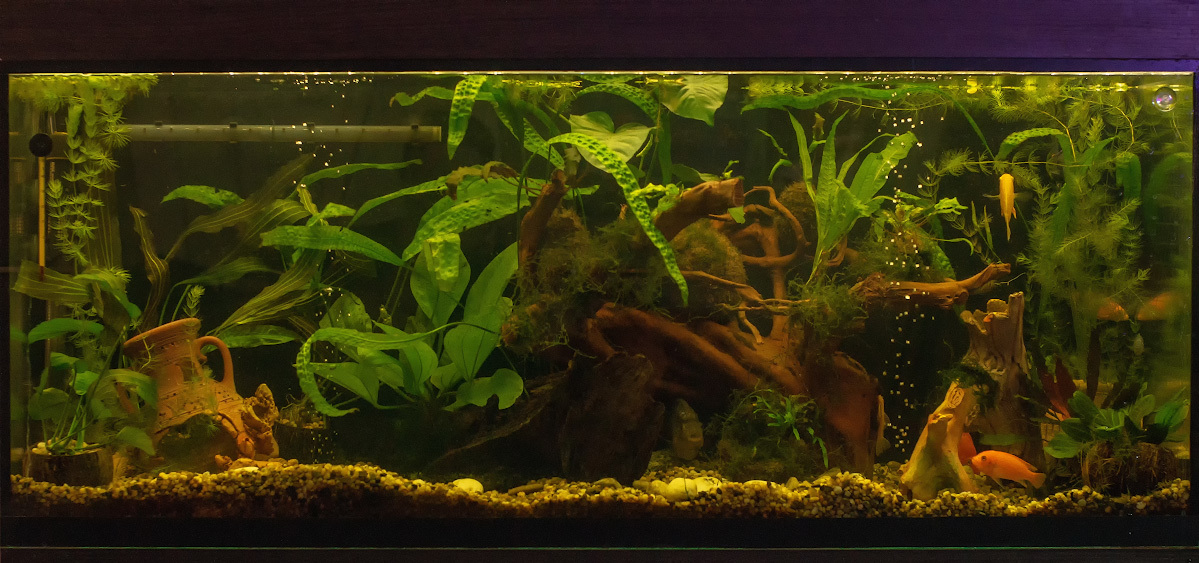 Cichlid with live plants - My, Aquarium, Cichlids, American cichlids, , Longpost, Aquarium herbalist