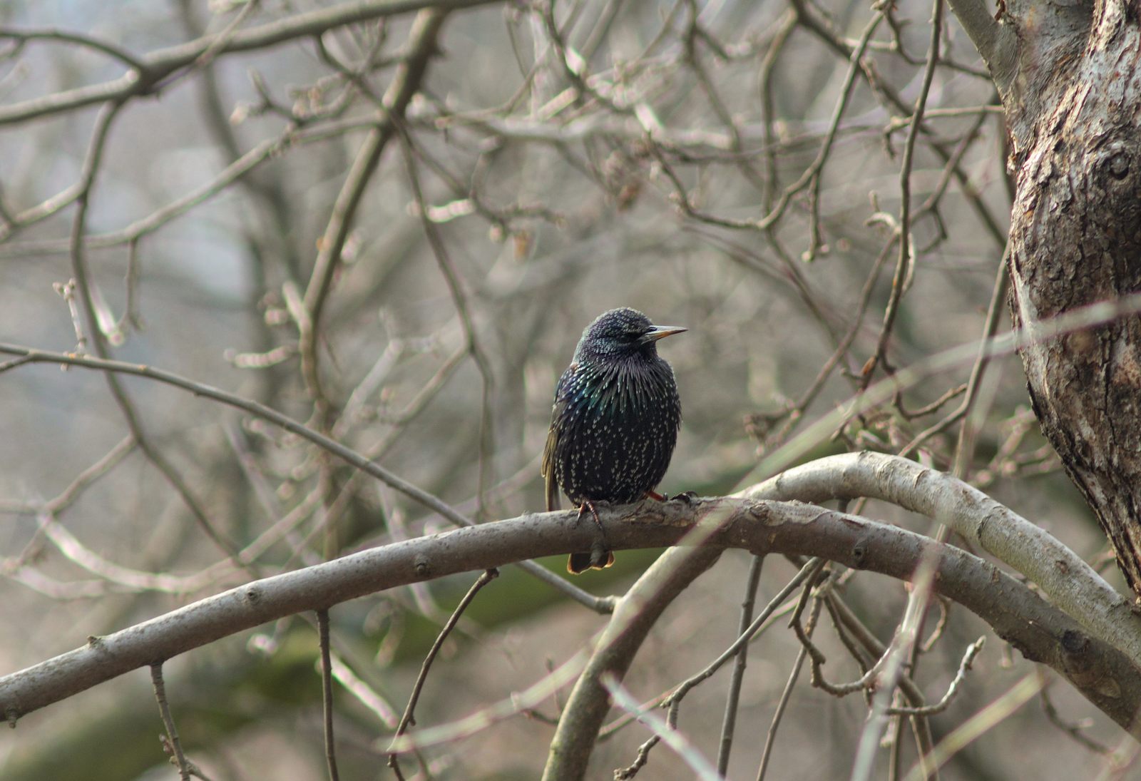 Arrived. - Birds, Starling, Spring, The photo, Longpost